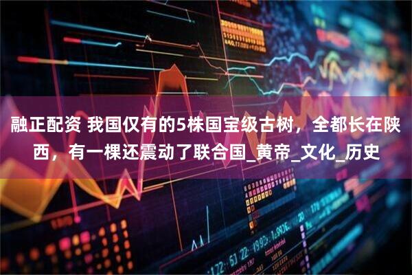 融正配资 我国仅有的5株国宝级古树，全都长在陕西，有一棵还震动了联合国_黄帝_文化_历史